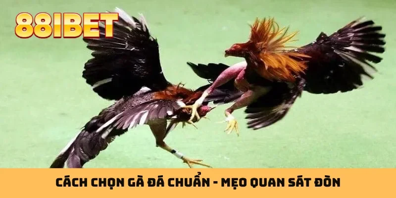 Cách chọn gà