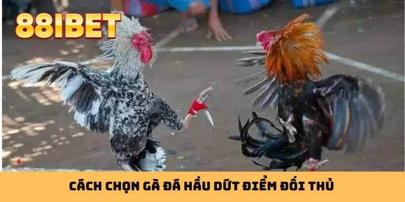 Cách chọn gà đá hầu dứt điểm đối thủ