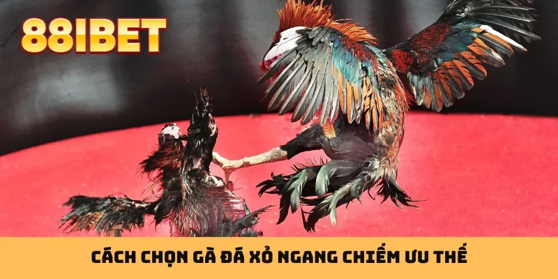 Cách chọn gà đá xỏ ngang chiếm ưu thế