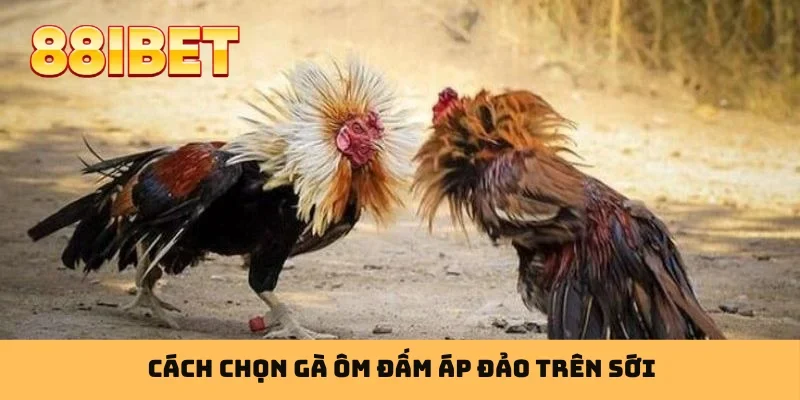 Cách chọn gà ôm đấm áp đảo trên sới