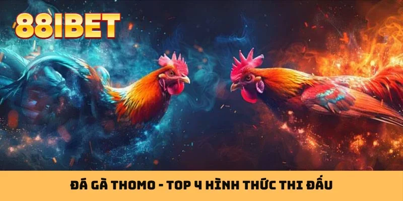 Đá gà Thomo