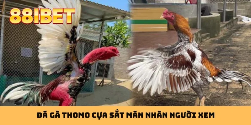 Đá gà Thomo cựa sắt mãn nhãn người xem