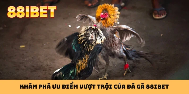 Khám phá ưu điểm vượt trội của đá gà 88IBET