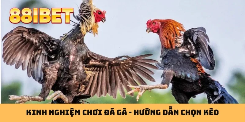 Kinh nghiệm chơi