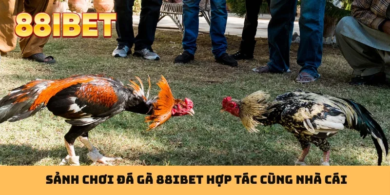 Sảnh chơi đá gà 88IBET hợp tác cùng nhà cái