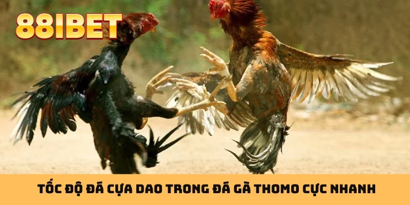 Tốc độ đá cựa dao trong đá gà Thomo cực nhanh