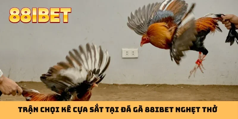 Trận chọi kê cựa sắt tại đá gà 88IBET nghẹt thở