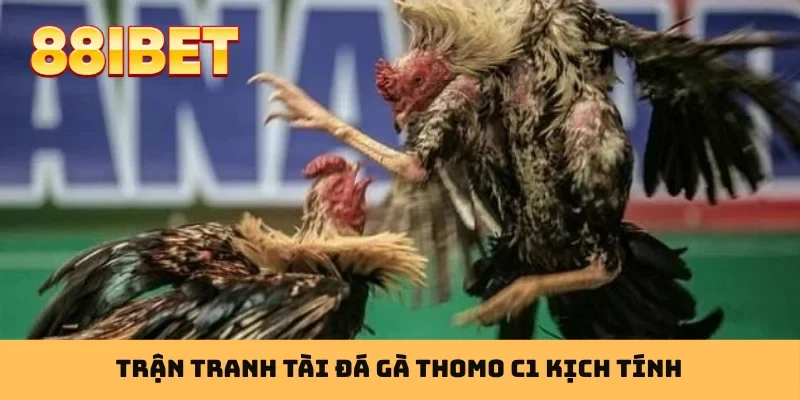 Trận tranh tài đá gà Thomo C1 kịch tính